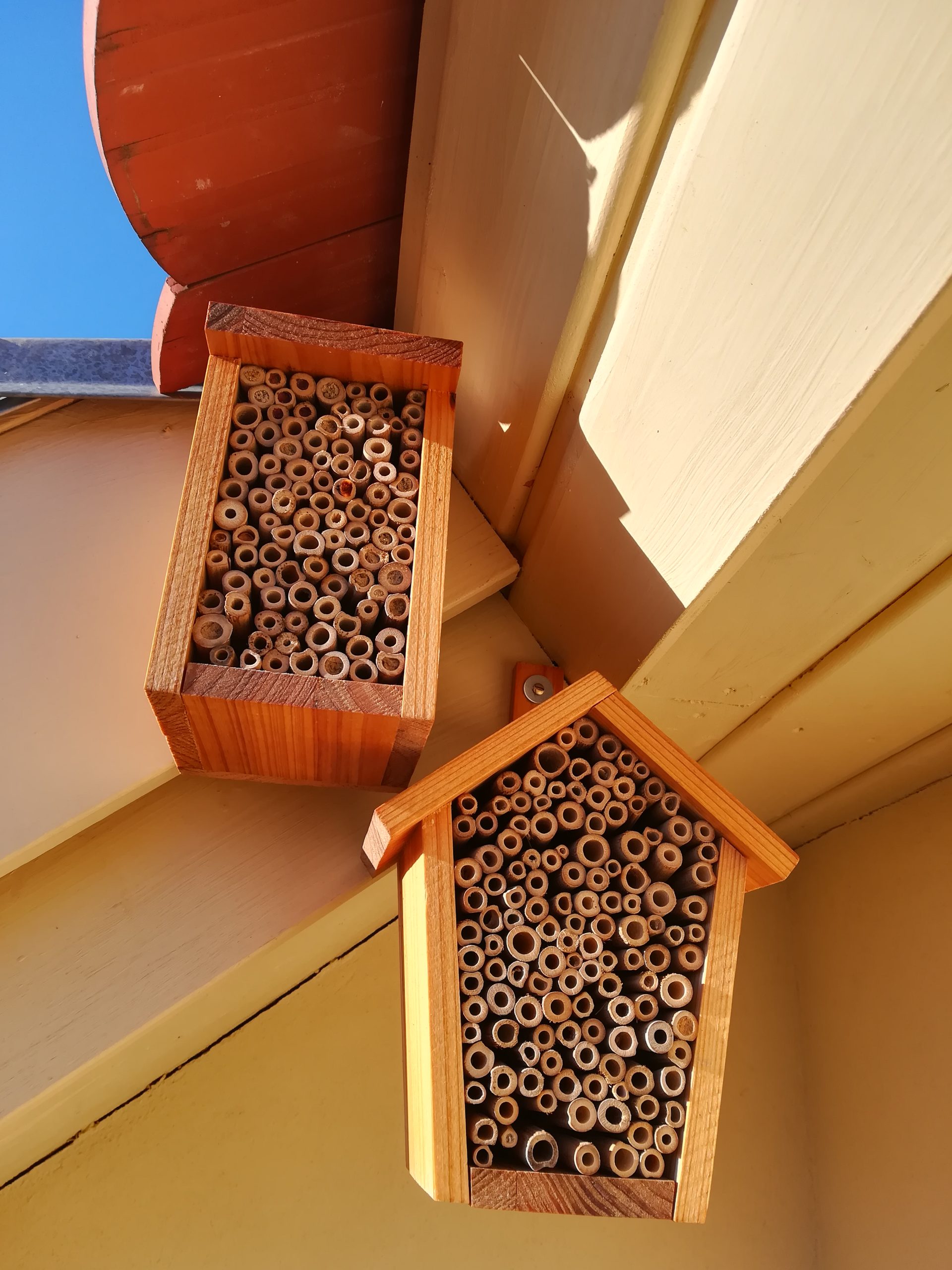 Rote Mauerbiene, Biene, Frühling, Nistplatz, Balkon