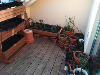 Pflanzen, Krokus, Wachstum, frühjahr, Kräuter, Erdbeeren